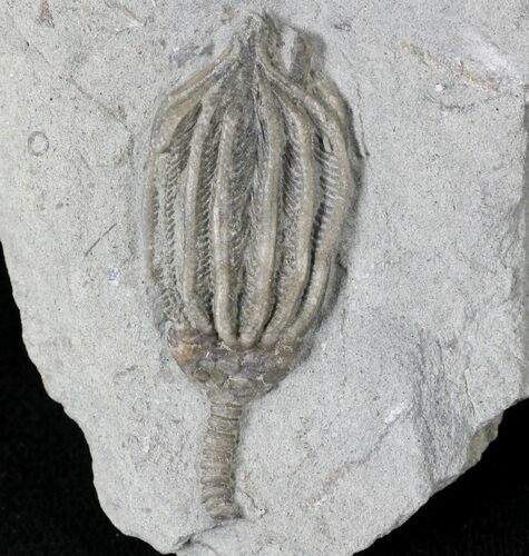 Beautiful Dizygocrinus Crinoid - Indiana #21714